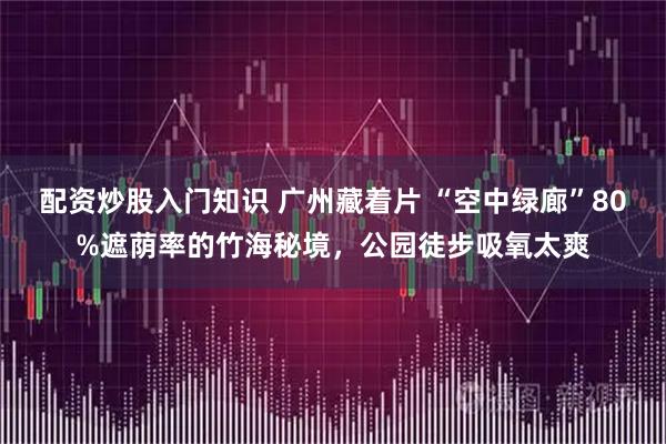 配资炒股入门知识 广州藏着片 “空中绿廊”80%遮荫率的竹海秘境，公园徒步吸氧太爽